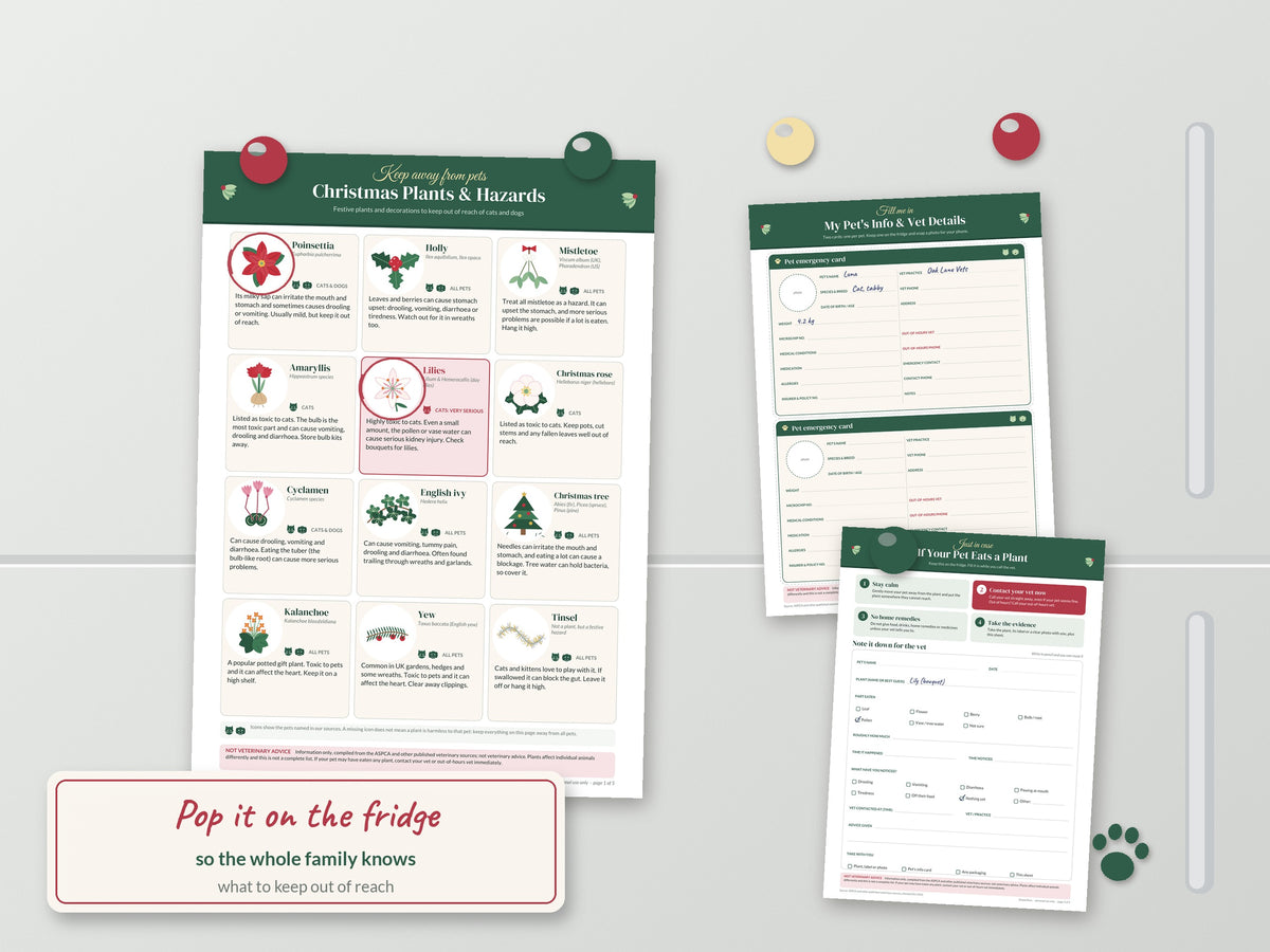 Christmas Plants Toxic to Pets Printable: Cat & Dog Fridge Poster, A4 & US Letter